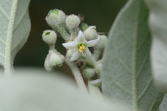 Solanum erianthum